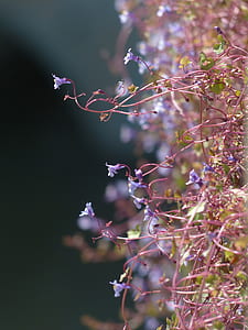 purple petaled flowers thumbnail