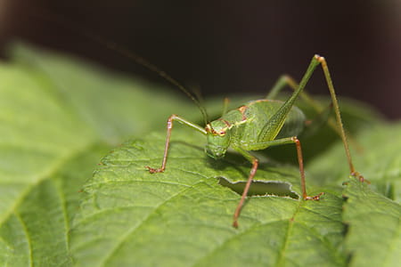 Green Grasshopper on Green Leaf thumbnail