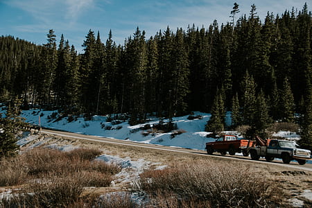 two pickup trucks travelling on road beside pine trees at daytime thumbnail