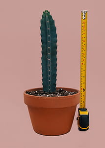 cactus on pot with height of 15