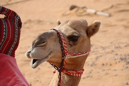 brown camel standing on desert during daytime thumbnail
