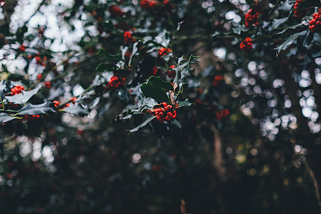 red fruits thumbnail