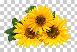 Paper Wedding invitation Flower Happy Birthday to You, Three sunflowers, three yellow sunflowers PNG clipart
