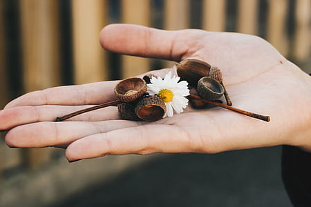 Person Holding White Daisy Flower and Brown Accessories thumbnail