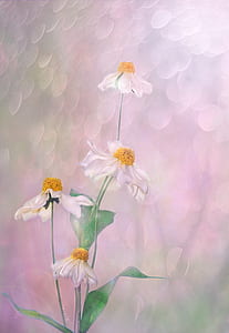 white daisy flowers painting thumbnail