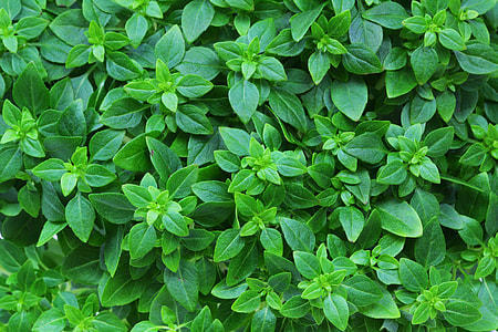 closeup photo of green leafed plant thumbnail