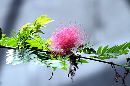 selective focus photography of pink Persian silk tree flower thumbnail