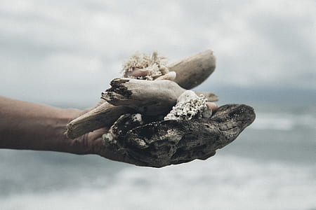 person holding grey and white drift woods thumbnail