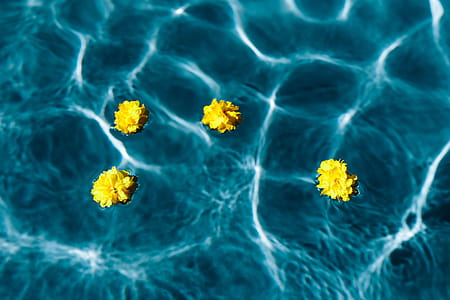 Small yellow flowers floating in the pool thumbnail