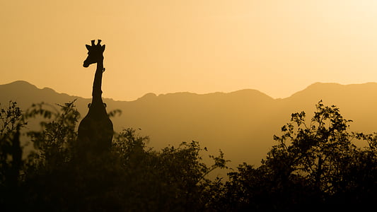 silhoutte photography of giraffe beside trees thumbnail
