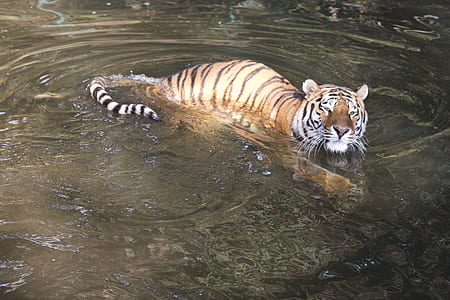 tiger on water thumbnail