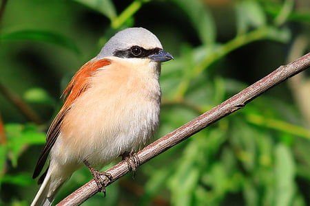 focus photo of brown shrike bird perched on stem of plant thumbnail