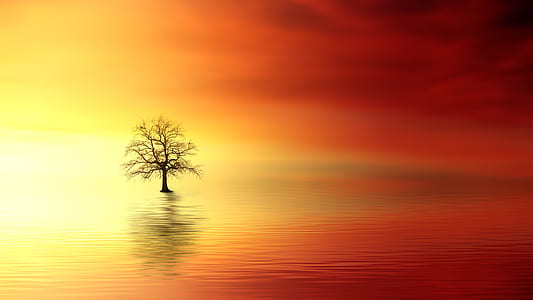 bare tree surrounded by body of water digital wallpaper thumbnail