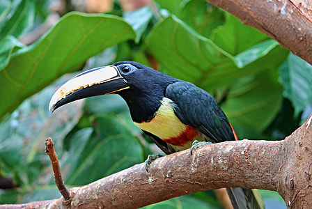 Toucan, Black Macaws Sari thumbnail