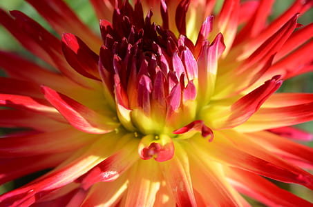 macro photo of yellow and red cactus dahlia flower thumbnail