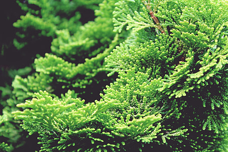 green leafed pine tree thumbnail