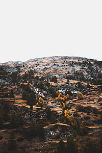 green tree on hill during daytime thumbnail