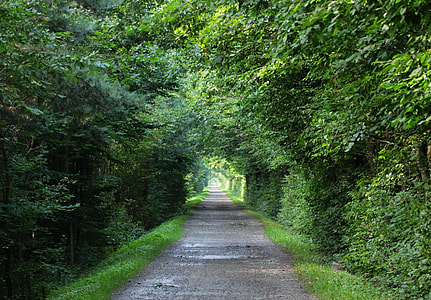 gray pathway between trees thumbnail