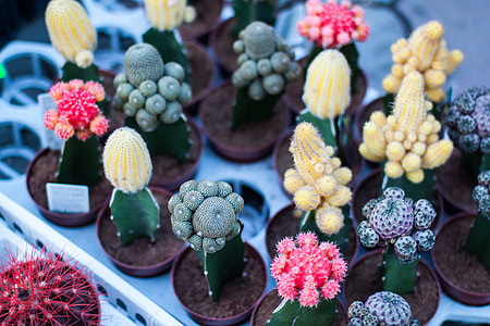 assorted-variety of cactus plants in pot thumbnail