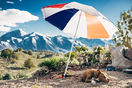 brown and white American Pitbull terrier under beside patio umbrella thumbnail