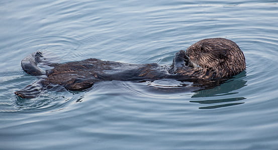 brown beaver on body of water thumbnail