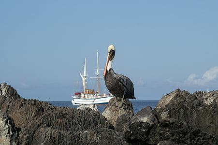 brown pelican on rock with sailboat background thumbnail