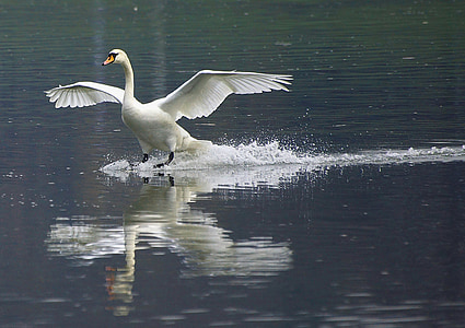 white swan on water thumbnail