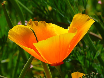 orange California poppy flower thumbnail