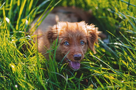 Brown Short Haired Puppy Lying on Green Grass Field during Daytime thumbnail