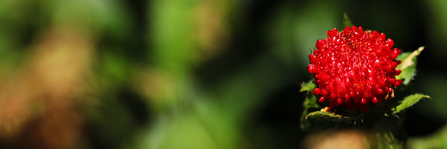 shallow focus of red flower thumbnail