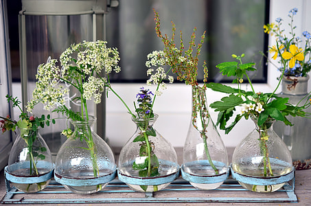 five assorted plants in clear glass vases thumbnail
