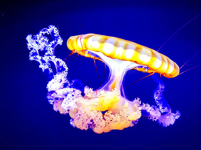 yellow and white jellyfish thumbnail