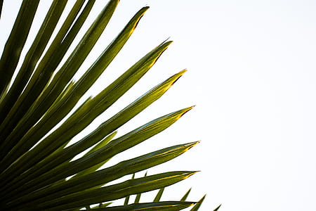 green plant with white background thumbnail