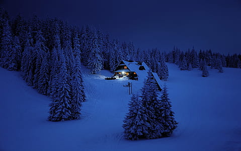 house surrounded by pine trees at nighttime thumbnail