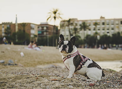 white and black French bulldog on beach sand photography during daytime thumbnail