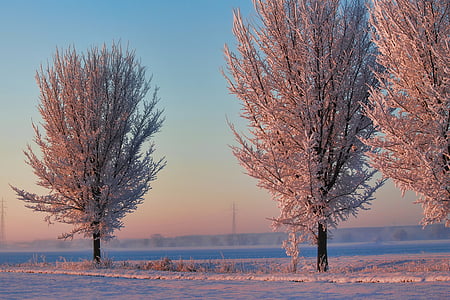 trees near body of water thumbnail