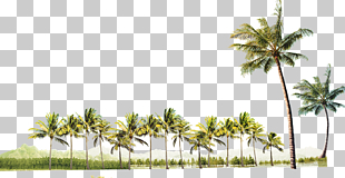 Tree, coconut tree, green palm trees PNG clipart