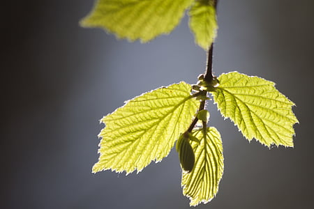 selective focus photography of green 3-petaled leaf thumbnail