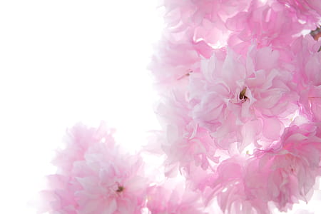 close shot of pink flowers thumbnail