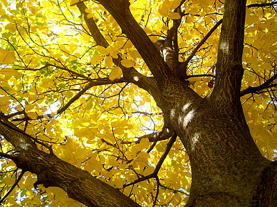 low angle photo of yellow leaf tree thumbnail
