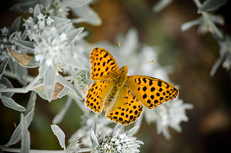 close-up photo of yellow and black butterfly perching on white flower thumbnail