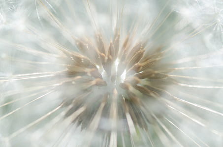flower, macro, dandelion, bright thumbnail