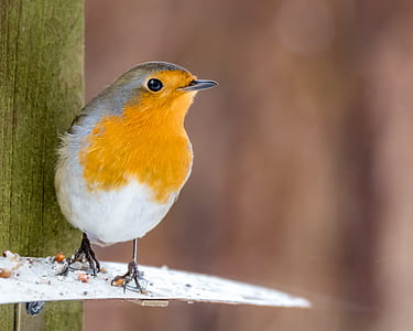 yellow,white,and grey bird on wooden surface thumbnail