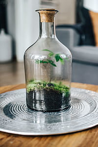 Tiny little forest in a jar thumbnail