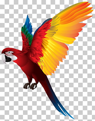 Red-breasted pygmy parrot Bird , Parrot Transparent , red, blue, and yellow macaw PNG clipart