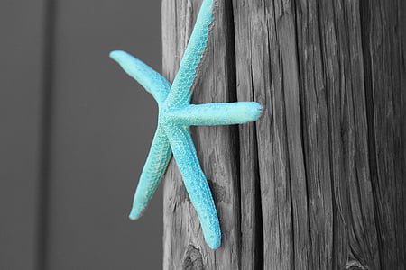 selective color photography of blue starfish thumbnail