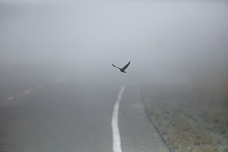 flying birds above road surrounded by fogs thumbnail