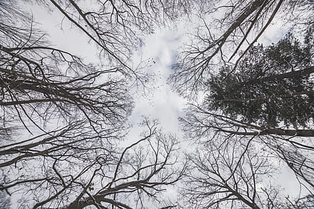 Looking Up At Winter Sky Photo thumbnail