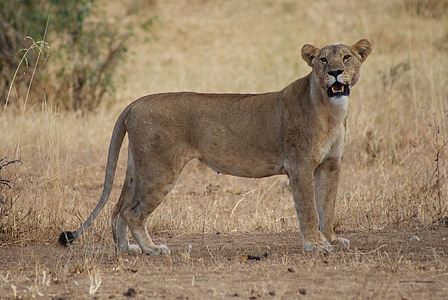 lioness thumbnail