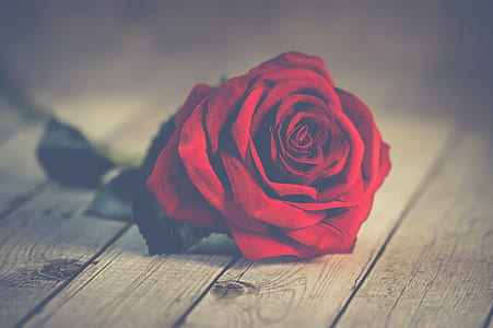 red rose on wood planks thumbnail